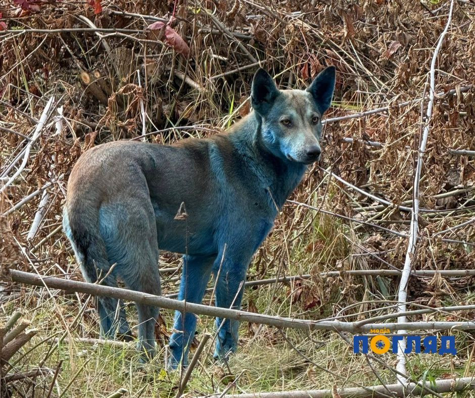 У Чорнобилі помітили собак із синьою шерстю (ФОТО) У Чорнобилі помітили собак із синьою шерстю (ФОТО) - зображення